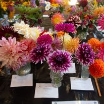 hort 2 dahlias